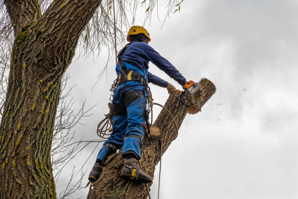 How Our Tree Care Process Works  in  Calwa, CA